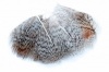 English Partridge Hackle Feathers