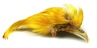 Golden Pheasant Crest Nat & Dyed