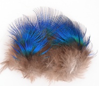 Peacock Blue Neck Hackles