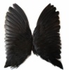 Waterhen Wings